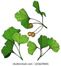 Vector Isolated ginkgo illustration element. Green leaf. Plant botanical garden floral foliage. Green engraved ink art on white background.