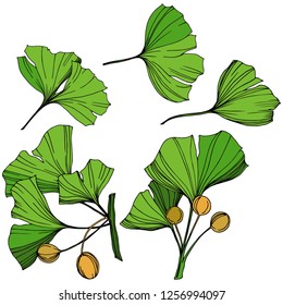 Vector Isolated ginkgo illustration element. Green leaf. Plant botanical garden floral foliage. Green engraved ink art on white background.