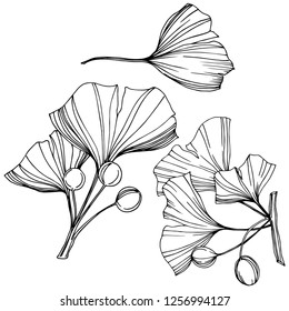 Vector Isolated ginkgo illustration element. Leaf plant botanical garden floral foliage. Black and white engraved ink art on white background.