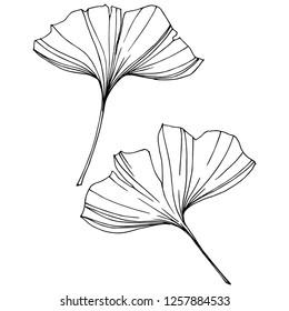 Vector Isolated ginkgo illustration element. Leaf plant botanical garden floral foliage. Black and white engraved ink art on white background.