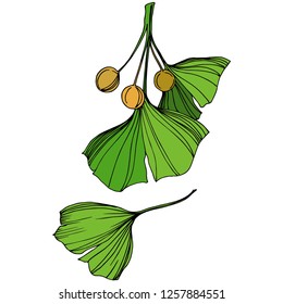 Vector Isolated ginkgo illustration element. Green leaf. Plant botanical garden floral foliage. Green engraved ink art on white background.