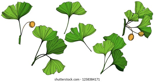 Vector Isolated ginkgo illustration element. Green leaf. Plant botanical garden floral foliage. Green engraved ink art on white background.