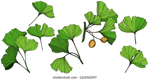 Vector Isolated ginkgo illustration element. Green leaf. Plant botanical garden floral foliage. Green engraved ink art on white background.