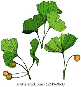 Vector Isolated ginkgo illustration element. Green leaf. Plant botanical garden floral foliage. Green engraved ink art on white background.