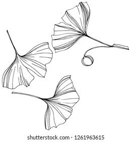 Vector Isolated ginkgo illustration element. Leaf plant botanical garden floral foliage. Black and white engraved ink art on white background.