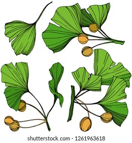 Vector Isolated ginkgo illustration element. Green leaf. Plant botanical garden floral foliage. Green engraved ink art on white background.