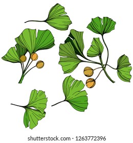 Vector Isolated ginkgo illustration element. Green leaf. Plant botanical garden floral foliage. Green engraved ink art on white background.