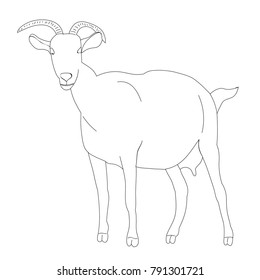 vector, isolated goat sketch