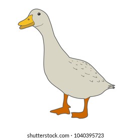 vector, isolated goose, duck, on white background