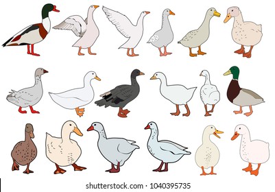 vector, isolated goose, duck, on white background, set