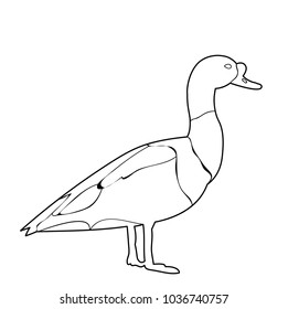 vector, isolated goose, duck sketch, coloring book