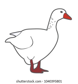 vector, isolated goose, duck white