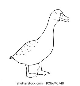 vector, isolated goose sketch, coloring book