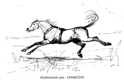 vector isolated graphic drawing on white background, horse galloping across the field