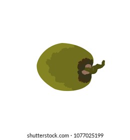 Vector isolated green coconut tropical fruit