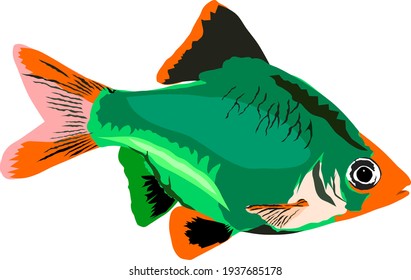 Vector of isolated green tiger barb fish
