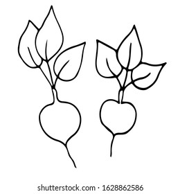 Vector isolated hand drawn doodle beetroot for card and poster design.