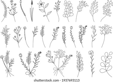 vector, isolated, hand drawn plants, sketch, set, collection