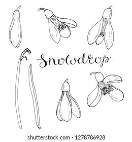 Vector isolated hand-drawn flowers snowdrop black and white elements for floral season design
