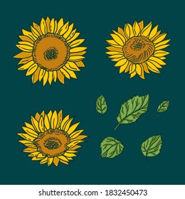 Vector isolated handdrawn sunflowers and leaves