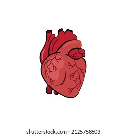 Vector aislado corazón humano sobre fondo blanco
