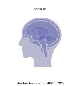 Vector isolated illustration of Amygdala in man head. Human brain components detailed anatomy. Medical infographics for poster, educational, science and medical use. Sagittal view of the brain svg