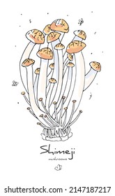 Vector isolated illustration with Asian shimeji mushrooms in linear, doodle style. The concept of ingredients in traditional cuisine. It can be used in web design, banners, etc.