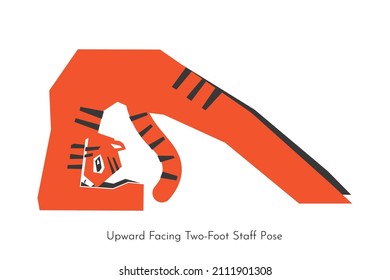 Vector isolated illustration with Asian tiger doing core yoga. Cartoon animal learns asana - Upward Facing Two-Foot Staff Pose. Fitness exercise - Dwi Pada Viparita Dandasana to stretching practice