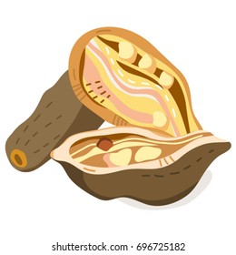 Vector isolated illustration. Baobab.