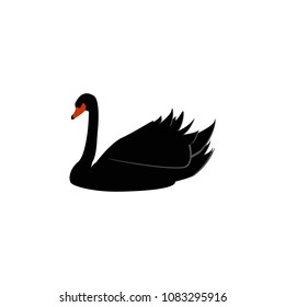 Vector isolated illustration of black swan white background.
