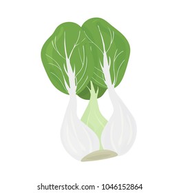 Vector isolated illustration: Bok choy or pak choi, also called Chinese chard, celery mustard or spoon cabbage. Baby Pak Choi is widely used in Chinese and Korean cuisine.