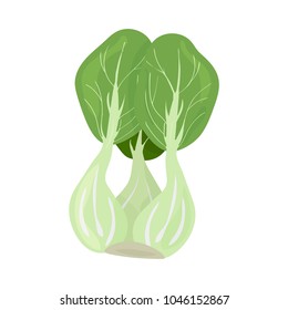 Vector isolated illustration: Bok choy or pak choi, also called Chinese chard, celery mustard or spoon cabbage. Baby Bok Choy is widely used in Chinese and Korean cuisine.
