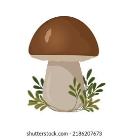 Vector isolated illustration of boletus