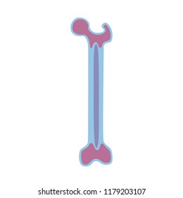 Vector isolated illustration of bone anatomy. Human bone marrow transplant icon. Bone structure details. Internal donor organ symbol. Donation. Healthcare medical poster design
