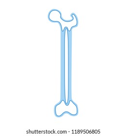 Vector isolated illustration of bone anatomy. Human bone marrow transplant icon. Bone structure details. Internal donor organ symbol. Donation. Healthcare medical poster design