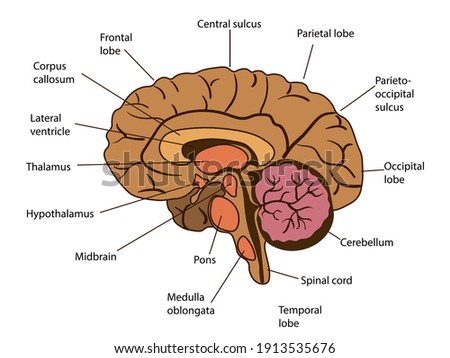 Vector isolated illustration of brain components in man head. Human brain detailed anatomy. Medical infographics for poster, educational, science and medical use.