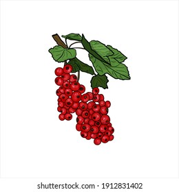 Vector Isolated illustration of a branch of currant on a white background. Blank for designers, icon, logo, market, agriculture