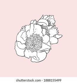 Ilustración aislada de una rama de peonías aisladas sobre un fondo blanco. Flores para imprimir logotipo, icono, en blanco para diseñadores