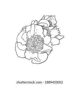 Vector isolated illustration of a branch of peonies isolated on a white background. Flowers for printing logo, icon, blank for designers