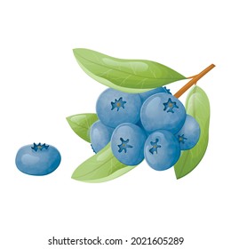Vector isolated illustration of a branch or twig with a bunch of forest blueberries with leaves. Natural healthy wild forest berries.