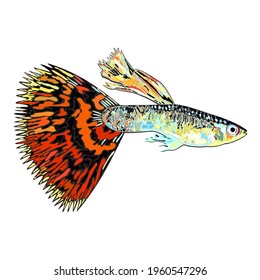 Vector isolated illustration of bright colorful decorative guppy fish with large beautiful multicolor tail