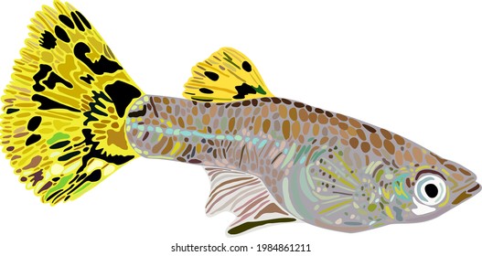 Vector isolated illustration of bright colorful decorative guppy female.