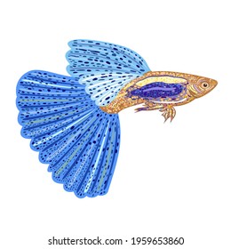 Vector isolated illustration of bright decorative guppy fish with blue large tail and fins