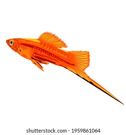 Vector isolated illustration of bright red swordtail with long tail