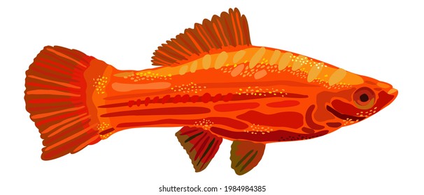 Vector isolated illustration of bright red swordtail female fish