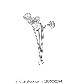 Vector isolated illustration of a bunch of lotus fruits on a white background. Boxes of tropical flowers in the form of a bouquet for printing florists, logo, tropics, icon