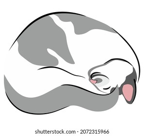 Vector isolated illustration of cat curled up in a ball. Line art with spots.