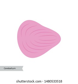 Vector isolated illustration of Cerebellum. Human brain components detailed anatomy. Medical infographics for poster, educational, science and medical use. Sagittal view of the brain
