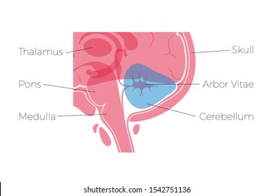 Vector isolated illustration of Cerebellum. Human brain components detailed anatomy. Medical infographics for poster, educational, science and medical use. Sagittal view of the brain