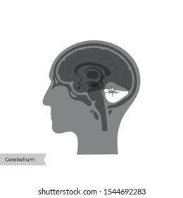 Vector isolated illustration of Cerebellum in man head. Human brain components detailed anatomy. Medical infographics for poster, educational, science and medical use. Sagittal view of the brain